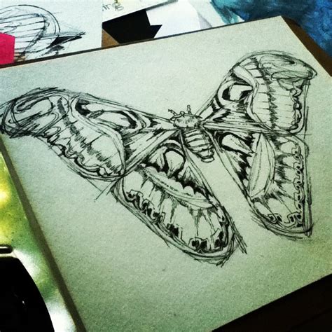 Atlas Moth- WIP by FinchFight on DeviantArt