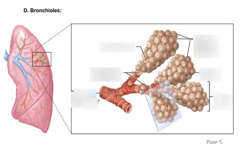 bronchioles Diagram | Quizlet