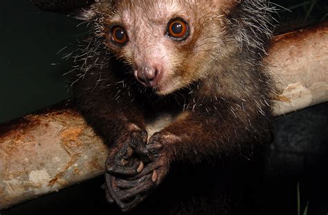 Aye-aye - Duke Lemur Center