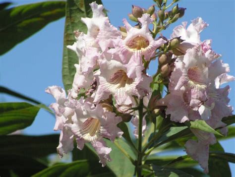 Chitalpa | Elgin Nursery & Tree Farm: Phoenix, AZ