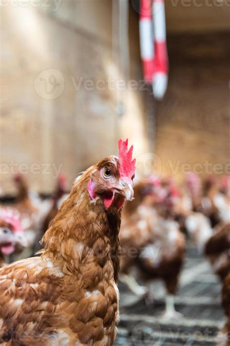 Chicken farming 1348228 Stock Photo at Vecteezy