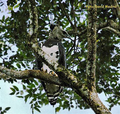 travel: Harpy eagle nest spotted in Honduras!