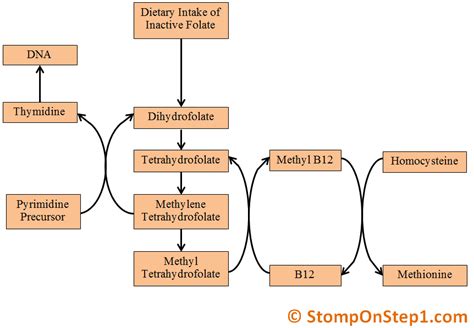 Folate & B12 Deficiency, Megaloblastic Anemia | Stomp On Step1