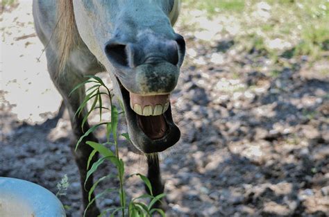 Crazy Horse Photograph by Linda Howes | Fine Art America