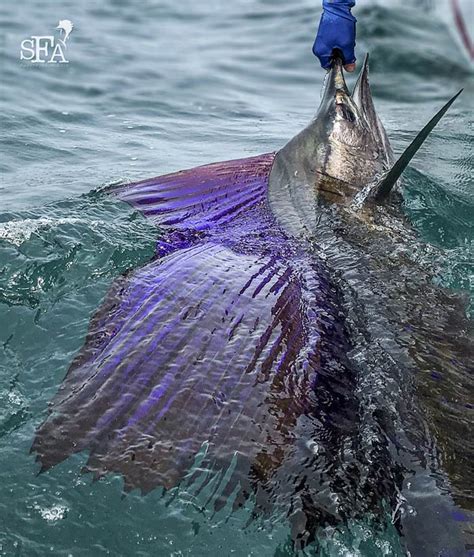 Fascinating Sailfish Facts You Must Know - Sport Fishing Asia