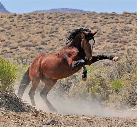 Pin by Lucka Western & Equestrian Lif on Mustang - wild horses | Wild ...