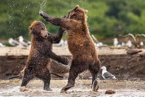 Photos Capture Two Russian Bears Brawl In a Vicious Battle For Supremacy | Media Drum World