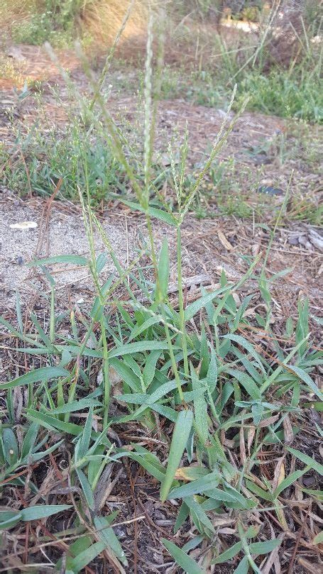 Weed of the Month: Crabgrass | Home & Garden Information Center