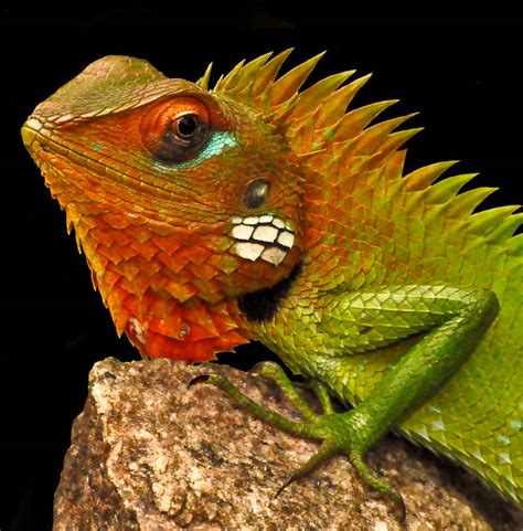 Hidden Unseen: Most Colorfull Lizards