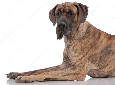 German mastiff — Stock Photo © toloubaev #11635446