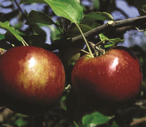 Cortland Apple - Pahl's Market - Apple Valley, MN