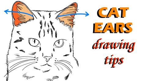 One Of The Best Tips About How To Draw Cats Ears - Welfareburn20