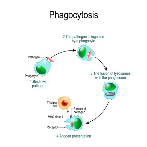 Measuring Innate Immune/Phagocytic Cell Function by Flow Cytometry - FLOW CONTRACT SITE