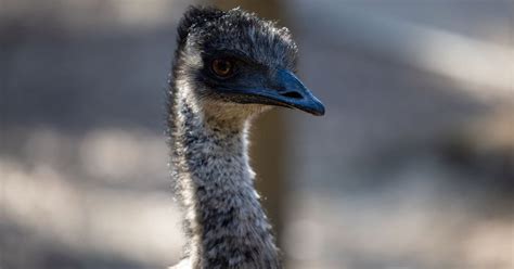 Emu Nesting (Behavior, Eggs + Location) | Birdfact