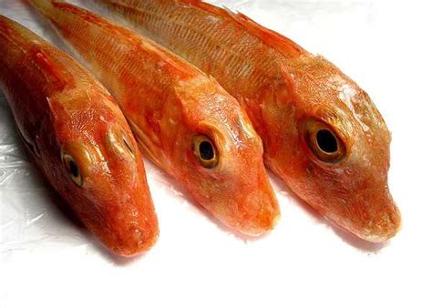 Gurnard: Cooking Wiki