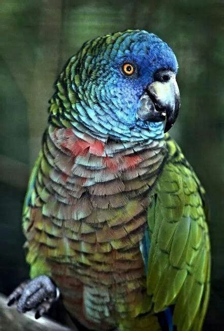 a blue and green parrot sitting on top of a tree branch