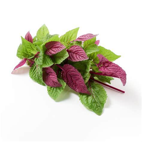 Premium AI Image | Amaranth Leaves with a Hint of Green White Background