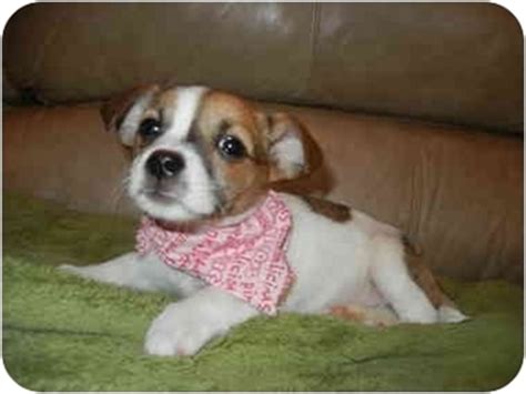 Malteagle (Maltese-Beagle Mix) Info, Puppies, Pictures