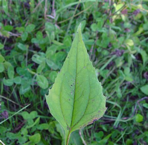 Purple coneflower leaves - dopmarketing