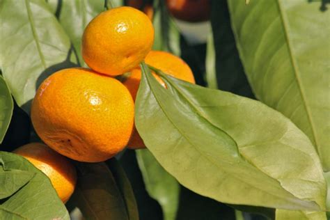 Mandarin orange, a tree with tasty easy-to-peel citrus fruits