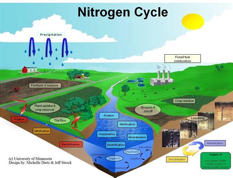 Nitrogen Cycle | Southwest Research and Outreach Center