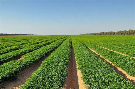 Groundnut Farming Processes Made Simple (2024)