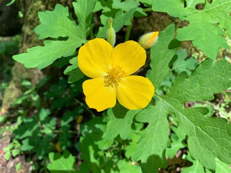 Celandine Poppy 2 – 4-26-2021 – Forks of Coal Foundation