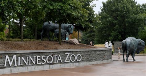 Legislative auditor report criticizes MN Zoo’s handling of concert ...