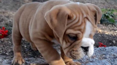 AKC MALE RED MINI-ENGLISH BULLDOG PUPPY FOR SALE - www.royalbluebulldogz.com.com - YouTube