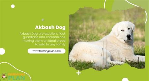 Akbash Dog: Which One Is Best For You? - Farming Plan