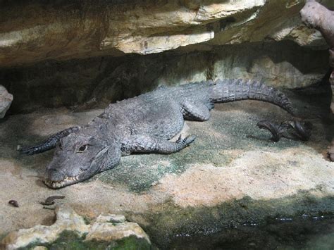 Dwarf Crocodile Facts and Pictures