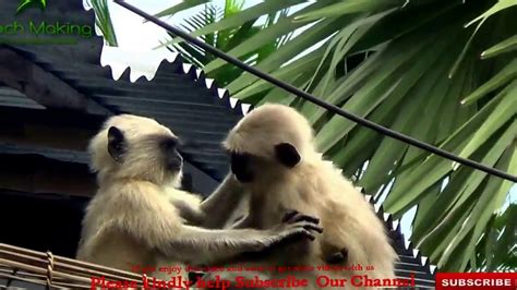 Baby Monkey Hug And kiss ll Cute Baby monkey Real Kiss - YouTube