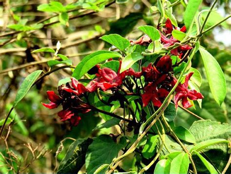 23 Different Types of Honeysuckle Varieties You Can Grow