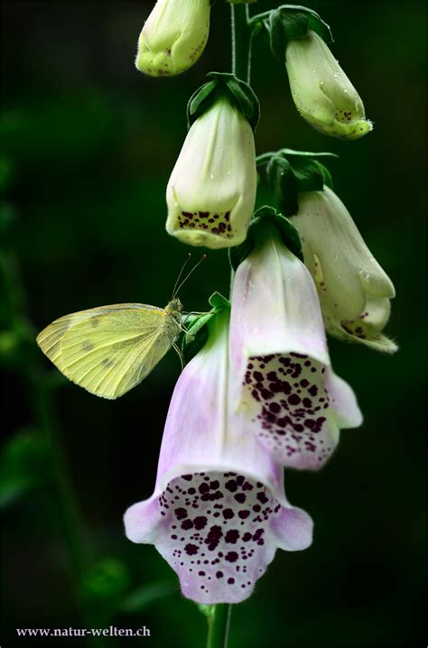 Fingerhut mit Schmetterling Foto & Bild | makro, natur, pflanzen Bilder auf fotocommunity