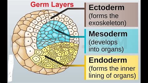 Gastrulation, Germ Layer Derivatives: 3rd week to 8th week of Development - YouTube