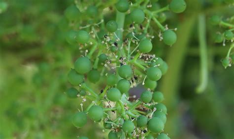 Grape Flowers | A Season in the Vineyard | Journey of Jordan