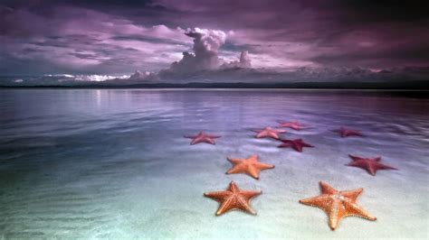 Starfish Desktop Wallpapers - 4k, HD Starfish Desktop Backgrounds on ...