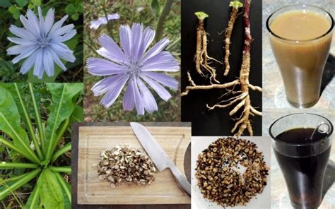 Chicory Herb Coffee Substitute Cichorium Intybus Seed | Fair Dinkum Seeds