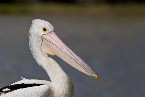 Australian Pelican - Facts, Diet & Habitat Information