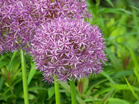 Purple Flowers Free Stock Photo - Public Domain Pictures