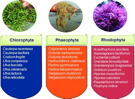 Commercially important seaweed species. | Download Scientific Diagram