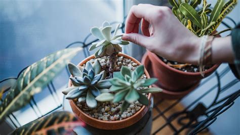 How to propagate succulents | Real Homes