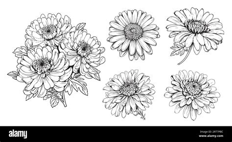 Asters set hand drawn sketch Flowers .Vector Stock Vector Image & Art ...