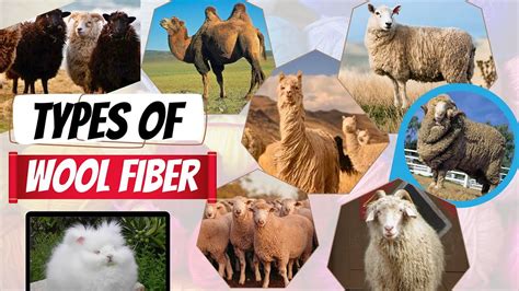 Different Types of wool fiber - YouTube