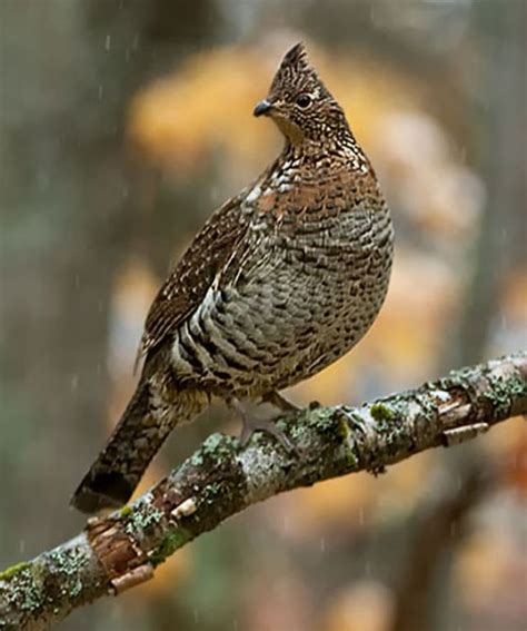 20 best images about Grouse: Bonasa (Ruffed & Hazel Grouse) on ...