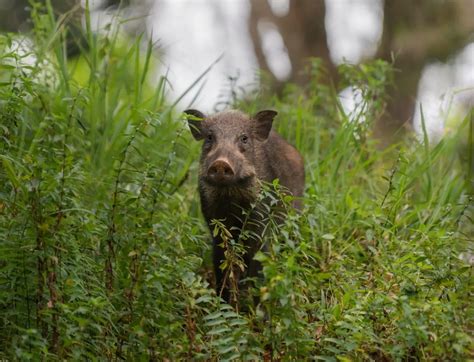 Wild Hog Hunting Texas - Go Where the Hogs Are!