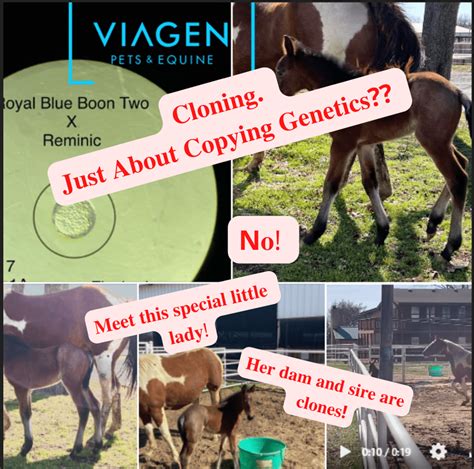 Horse Cloning Horse Breeding | Gemini Genetics