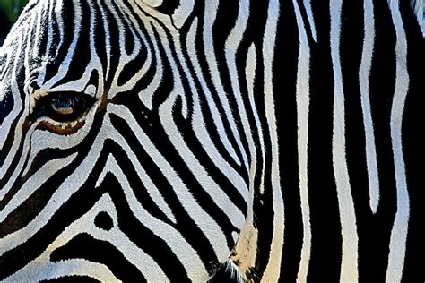 Why do zebras have stripes? It's not for camouflage, say scientists ...