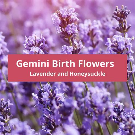 Gemini Birth Flowers: Lavender& Honeysuckle Zodiac Flower Symbolism