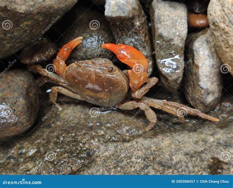 River crab stock image. Image of rocks, cuisine, river - 200308457